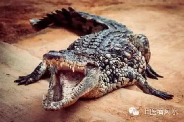 巧妙化解风水地脉中的鳄鱼凶煞.jpg 巧妙化解风水地脉中的鳄鱼凶煞.jpg